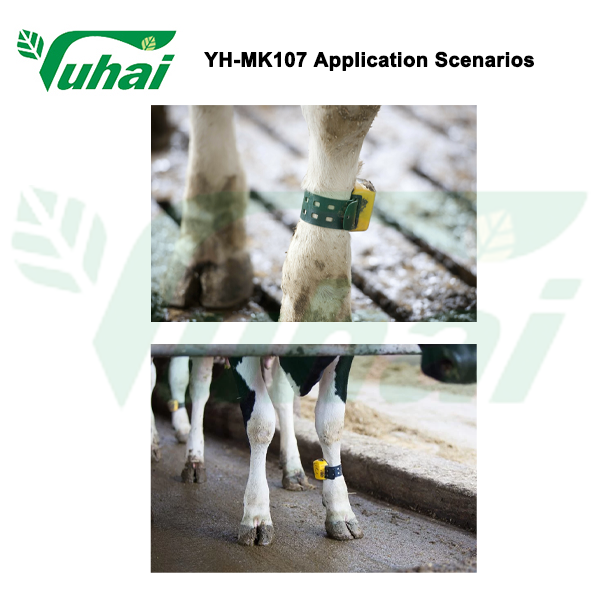 Plastic Tags of Cow Neck Collar for animal Provides Data on the Go, Cow Collar Belt ,leg bands