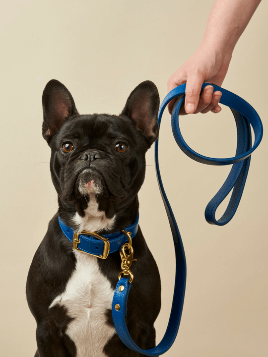 Personalized Dog Leash Factory direct designers pattern wholesale colorful PU large dog pet collar leather leash for dog