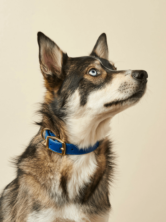 Personalized Dog Leash Factory direct designers pattern wholesale colorful PU large dog pet collar leather leash for dog