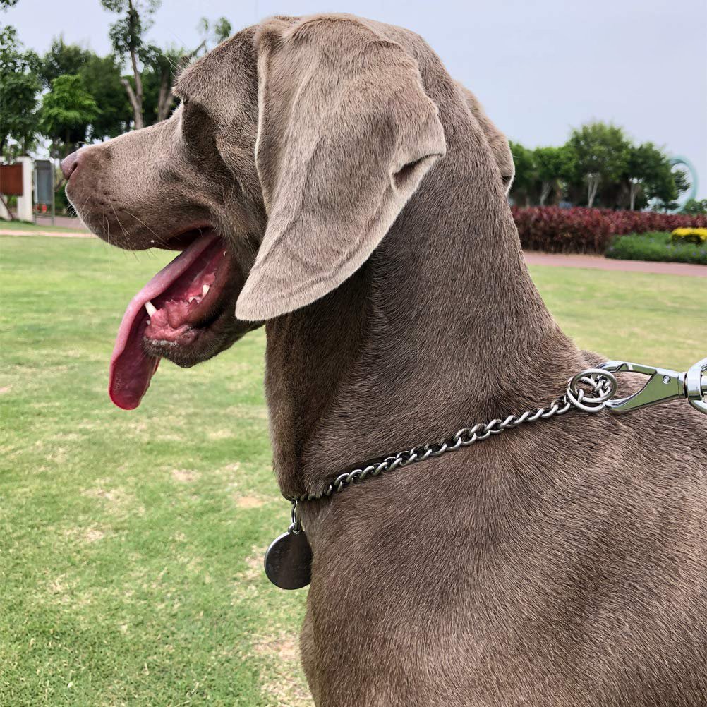 Chain Dog Training Collars Stainless Steel 30 40 50 55 60 65cm Pet Leash Products