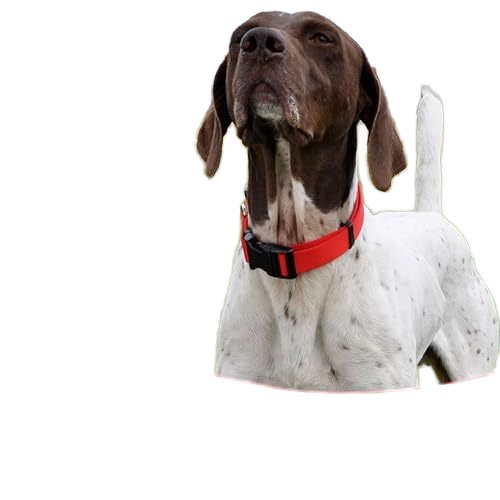 Wholesale Dog Collars Pet Products Pet Collars Adjustable Collars Pet Supplies