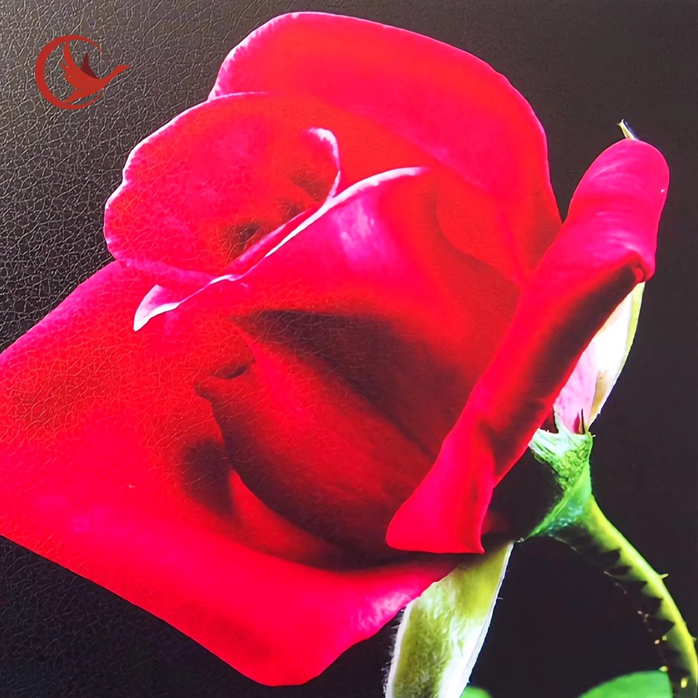 Clear Self Adhesive Cold Laminating Roll Film for Photo Dermatoglyphic cold lamination film for photos