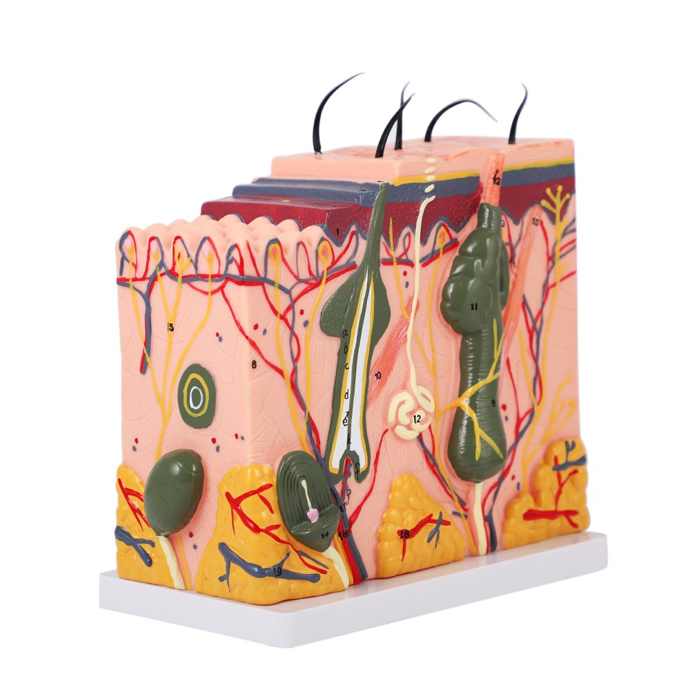 Professional Skin Structure Model Permanent Makeup Human Skin Model For Epidermis Dermis Subcutaneous Tissue