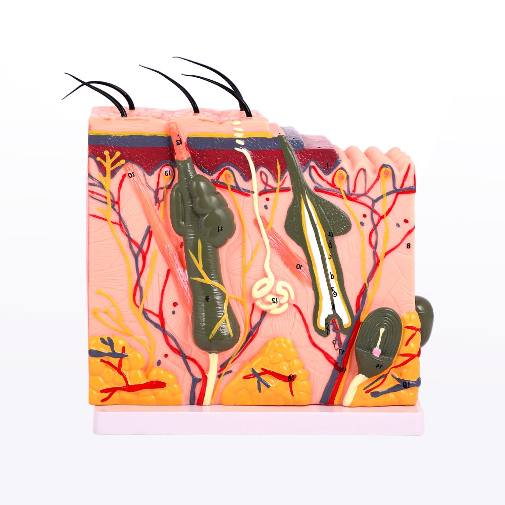 Model Skin Structure Humans Skins Epidermis Dermis Subcutaneous Tissue Structure For Microblading Training