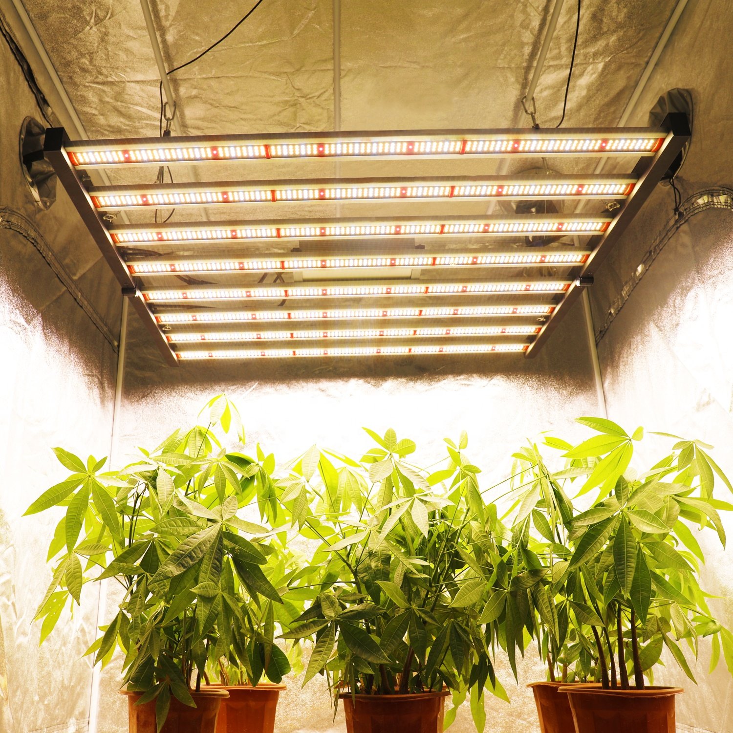 Phlizon ETL CE 640W Etl Grow Light Led For Indoor Plants