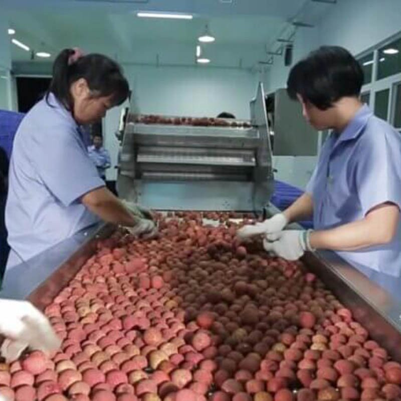 Fully Automatic Button Mushroom Canning Machine Production Line Process Mushroom Production Equipment