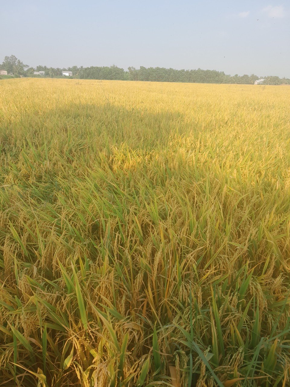 Glutinous/Sticky/Sweet Rice - Cheap Price From South Mekong Rice Miller/ Glutinous rice Vietnam- WA84786436556