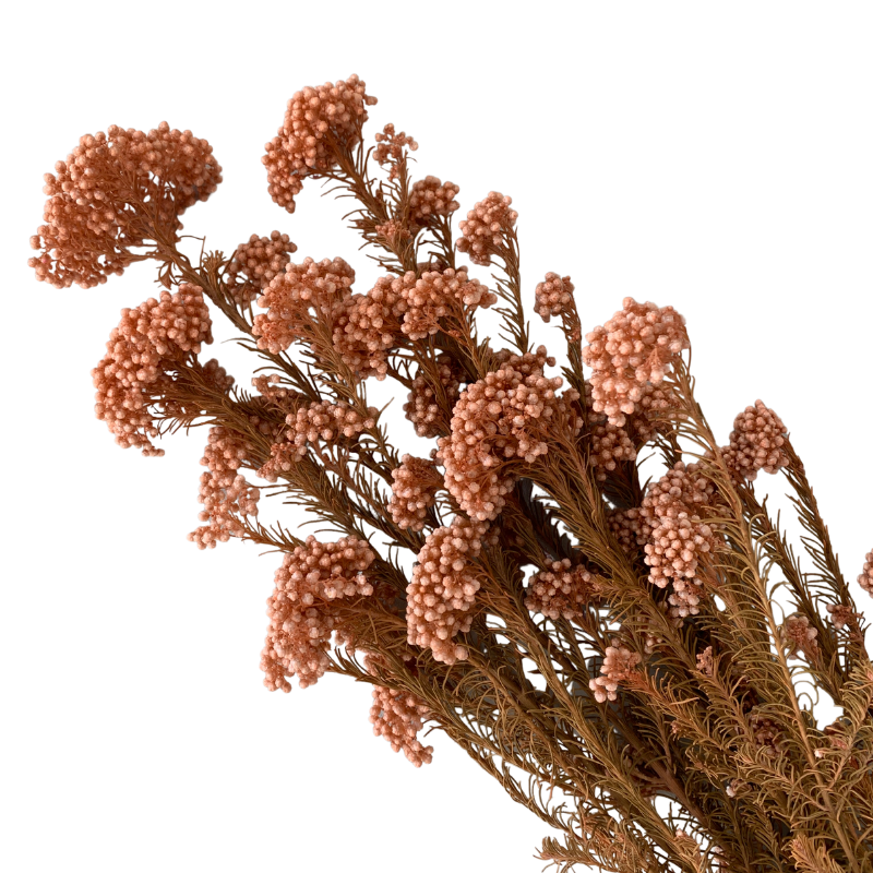 Preserved Rice Flower Everlasting Dried Miller Ozothamnus Diosmifolius Home Indoor Dried Flora Wedding Arrangement Decoration