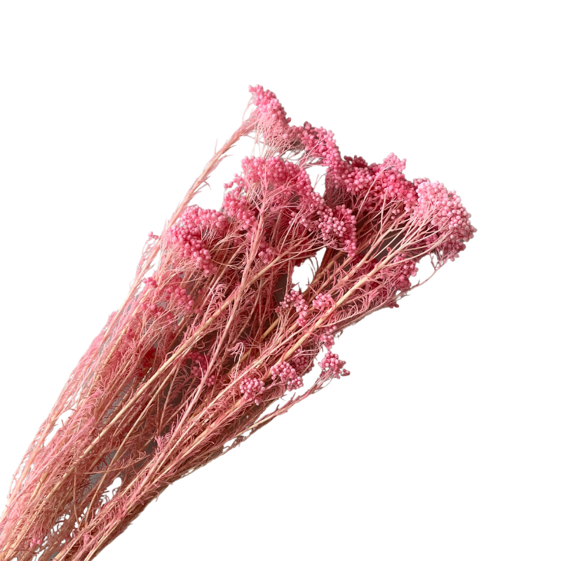 Preserved Rice Flower Everlasting Dried Miller Ozothamnus Diosmifolius Home Indoor Dried Flora Wedding Arrangement Decoration
