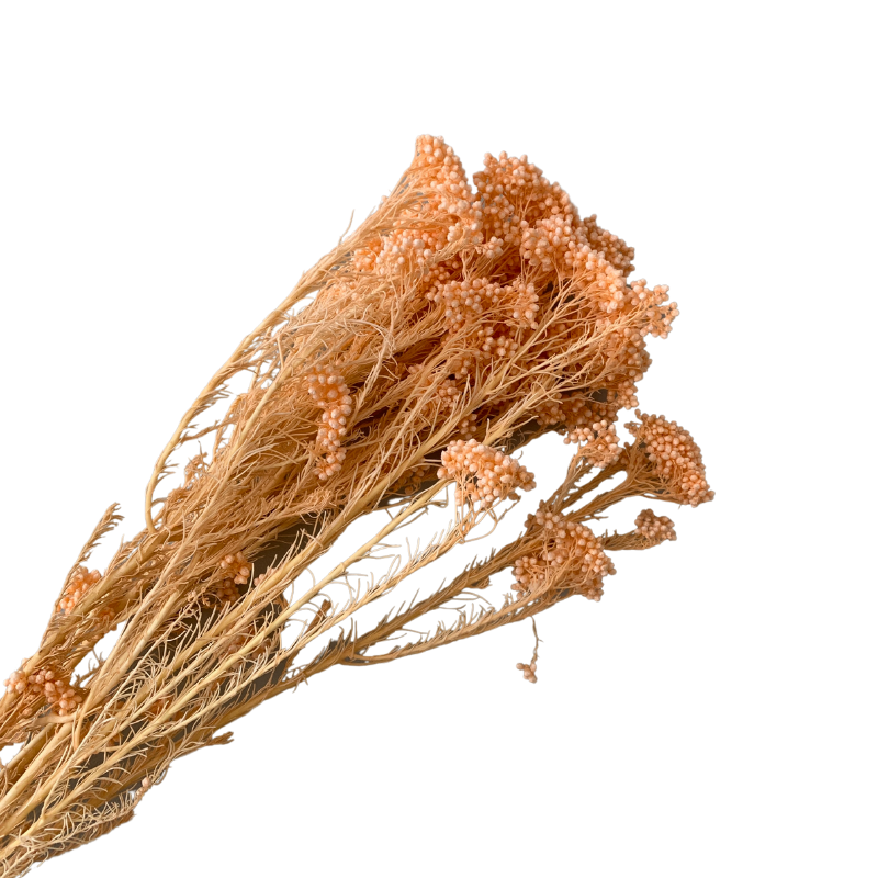Preserved Rice Flower Everlasting Dried Miller Ozothamnus Diosmifolius Home Indoor Dried Flora Wedding Arrangement Decoration