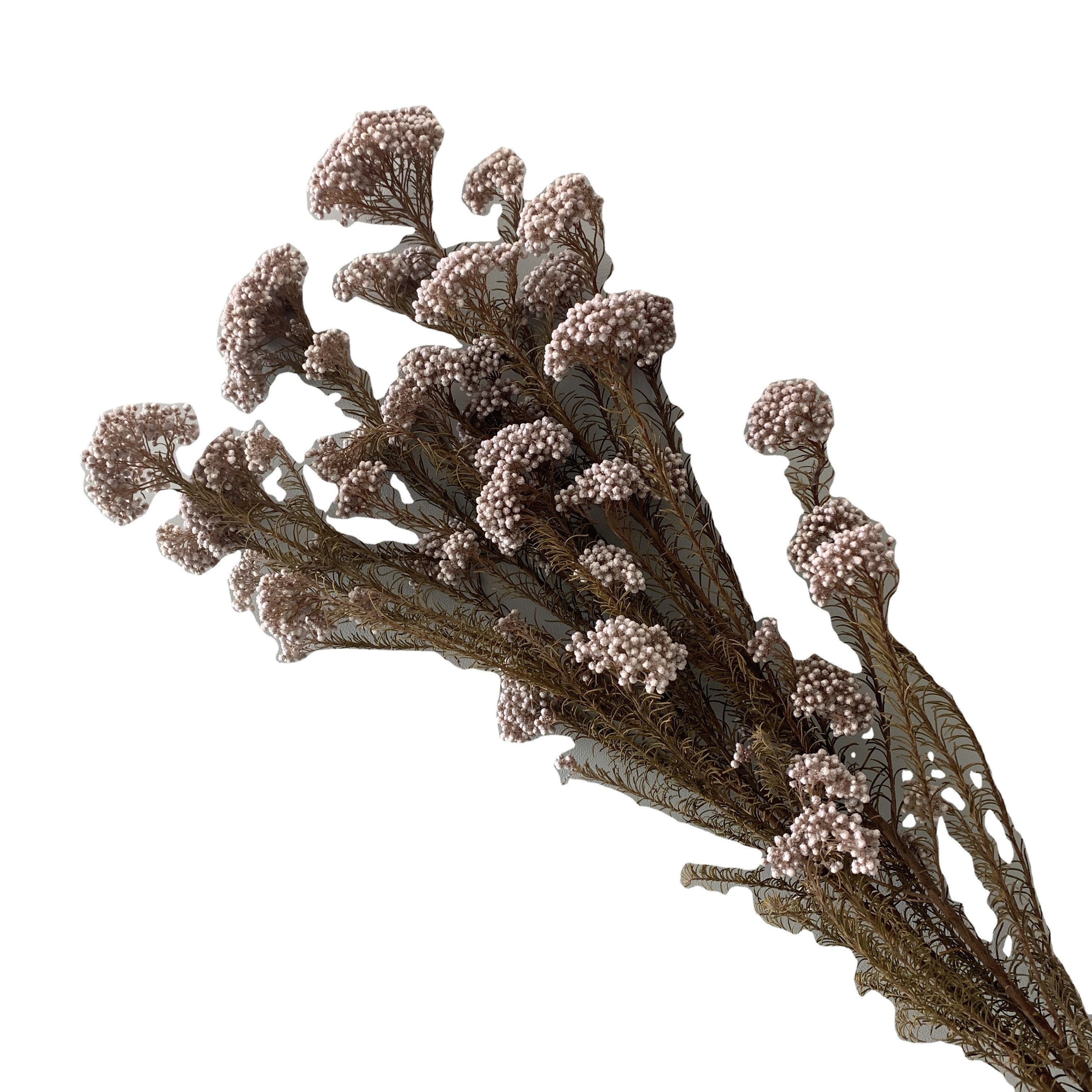 Preserved Rice Flower Everlasting Dried Miller Ozothamnus Diosmifolius Home Indoor Dried Flora Wedding Arrangement Decoration