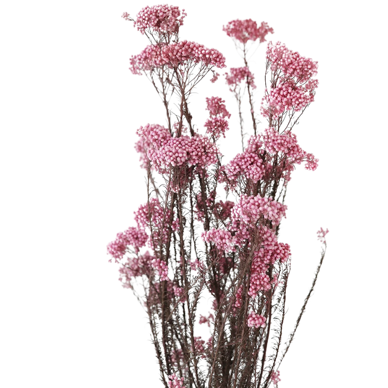 Preserved Rice Flower Everlasting Dried Miller Ozothamnus Diosmifolius Home Indoor Dried Flora Wedding Arrangement Decoration