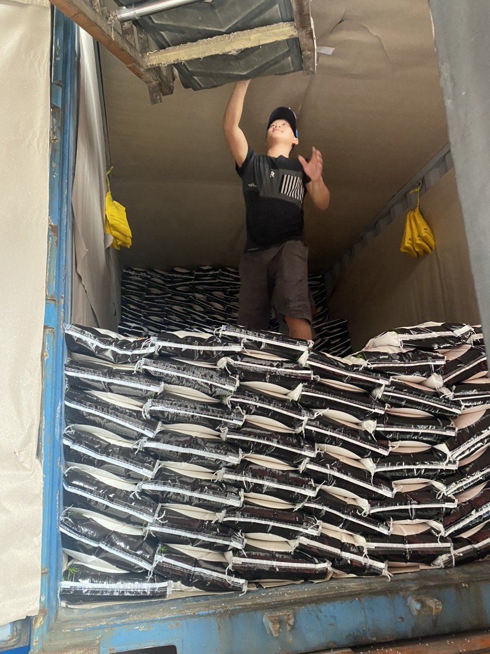 Vietnam Japonica Sushi rice direct from Miller +84765149122