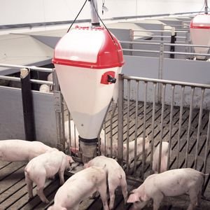 Pig Automatic Dry-wet Feeder Plastic Machine Automatic Pig Feeder
