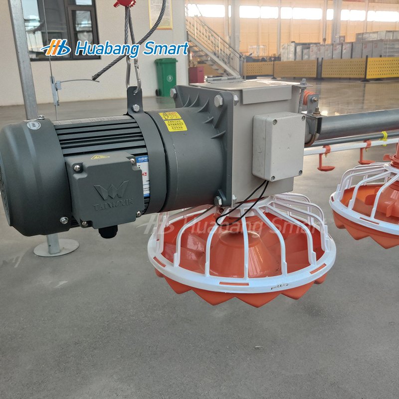 Custom Designed Automatic Chicken Feeder Line Poultry Broiler Feed Production Livestock Management Animal Husbandry Equipment