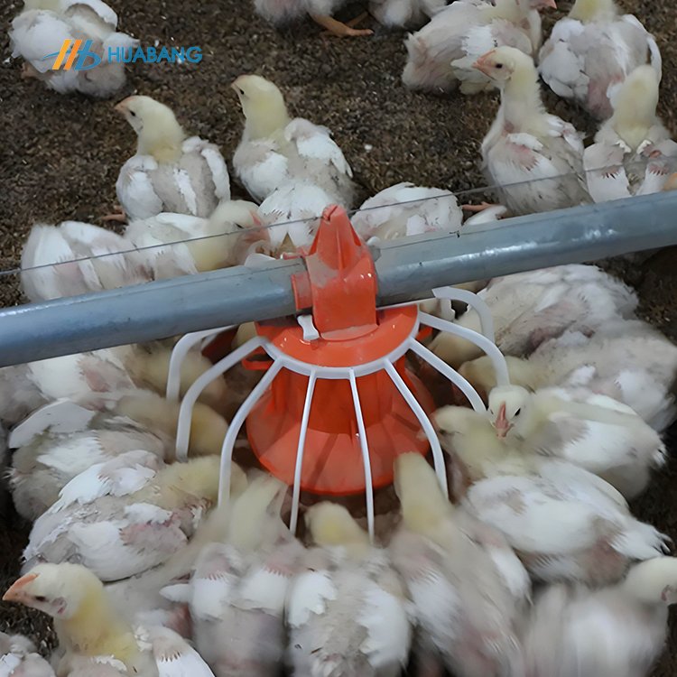 Custom Designed Automatic Chicken Feeder Line Poultry Broiler Feed Production Livestock Management Animal Husbandry Equipment