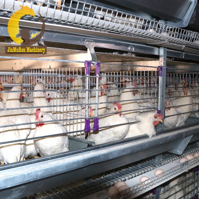 Jinmuren Auto Equipment Chicken Farm Building for Poultry House