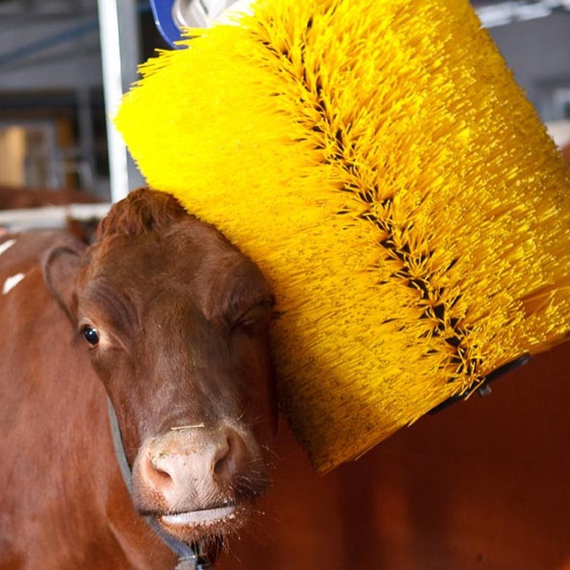Fashion Cheap Cattle Farm Equipment Cow Body Massage Brush