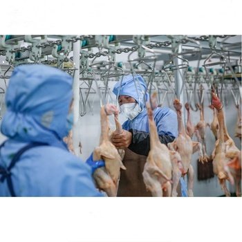Auto Chicken Slaughtering Machine Line Poultry Processing Equipment