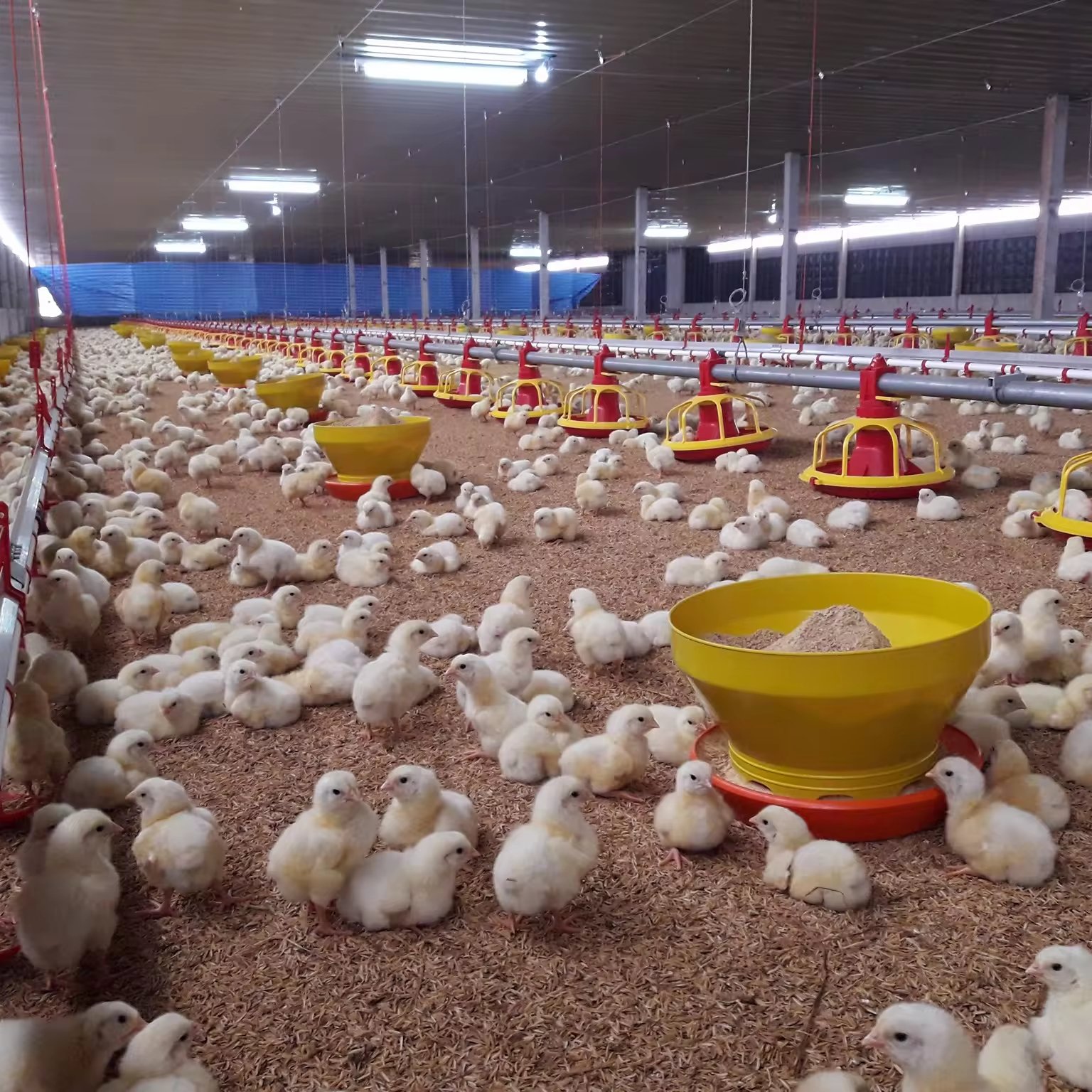Poultry Farm Equipment Automatic Chicken Broiler House Drinking and Feeding System