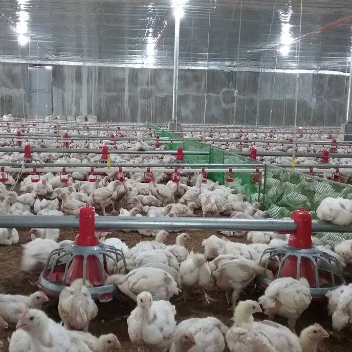 Poultry Farm Equipment Automatic Chicken Broiler House Drinking and Feeding System