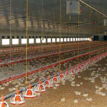 Poultry Farm Equipment Automatic Chicken Broiler House Drinking and Feeding System