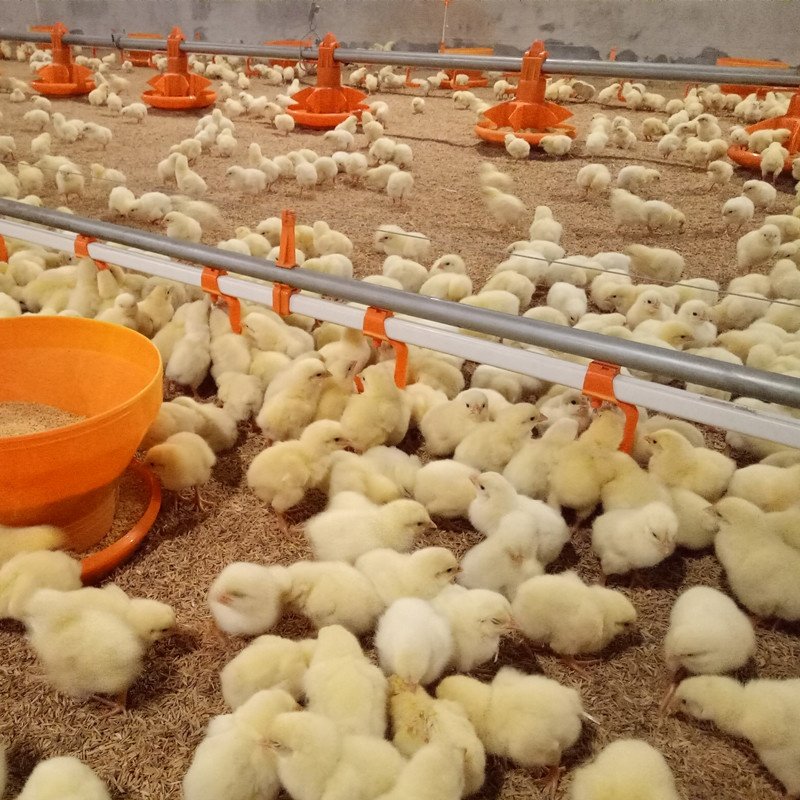 High Quality and Durable PVC Drinking Water Line for Breeders, Laying Hens and Broilers