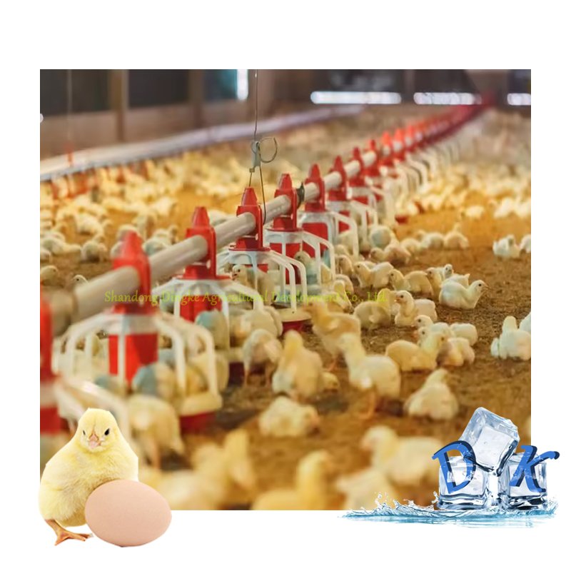Automatic Poultry Farm Floor Raising Chicken Broiler Breeder Pan Feeder Drinker System Chicken Poultry