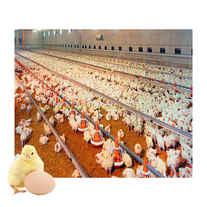 Automatic Poultry Farm Floor Raising Chicken Broiler Breeder Pan Feeder Drinker System Chicken Poultry