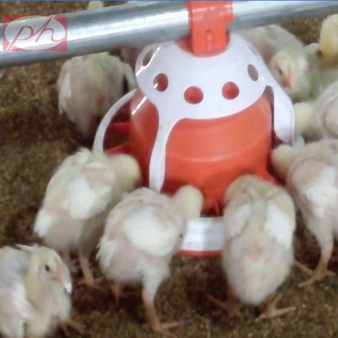 PH Fully Automatic Feeding Line System Pan Feeder Nipple Drinker Poultry Farming Equipment For Broiler Chicken Products