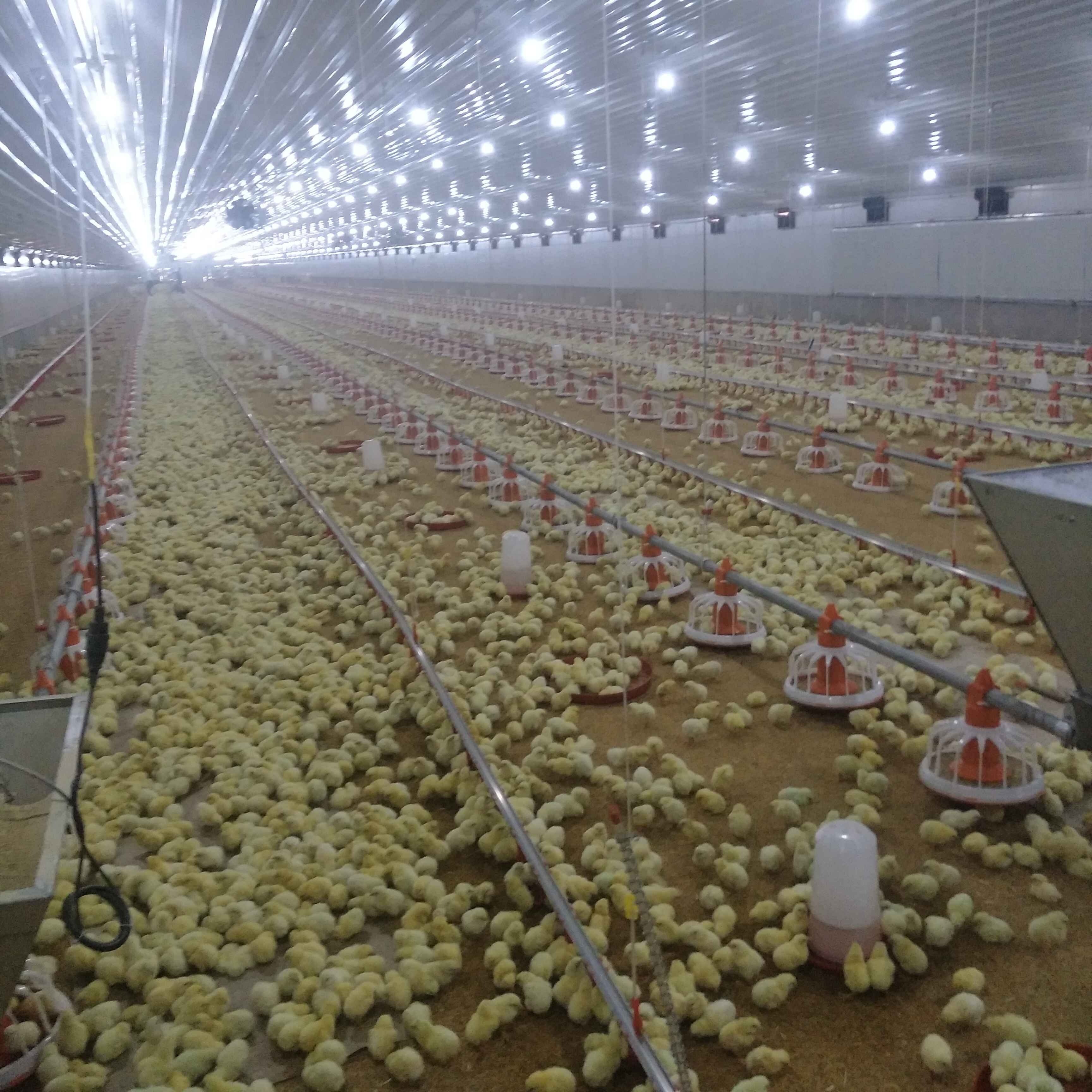 2021 Top Sales Poultry Farm Chicken House Fully Auto Feeding and Drinking Line Equipment Pan Feeder System