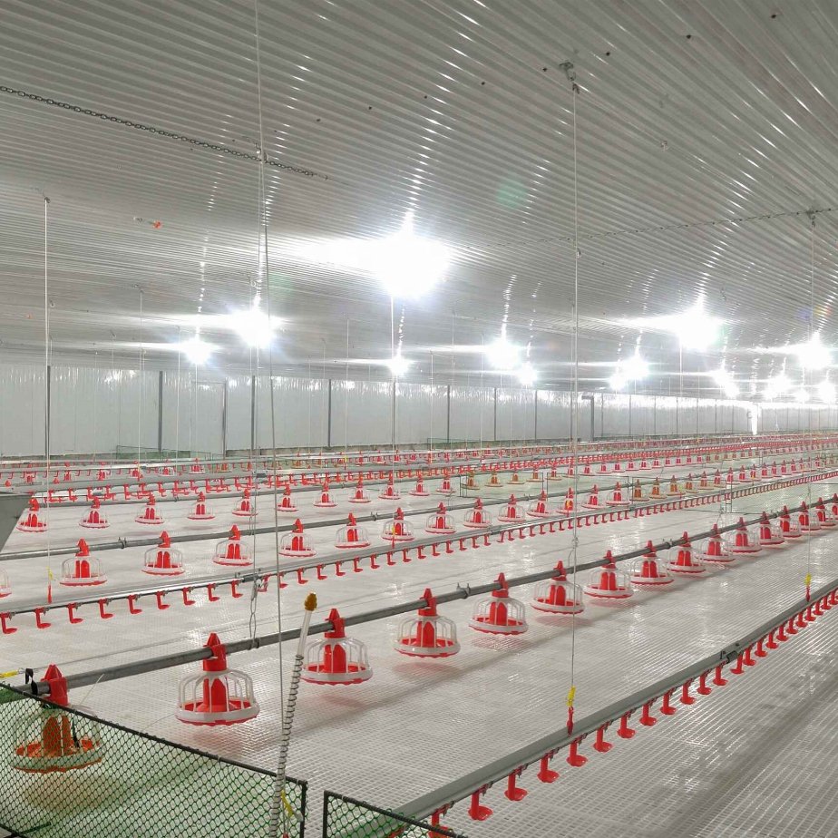 2021 Top Sales Poultry Farm Chicken House Fully Auto Feeding and Drinking Line Equipment Pan Feeder System