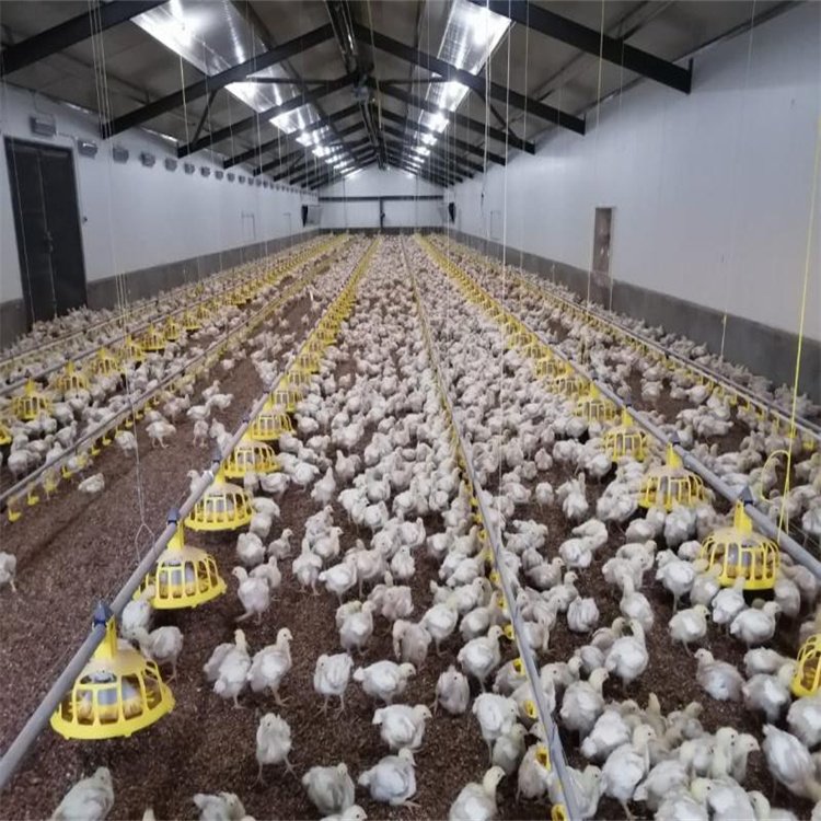Poultry House for 10000 Chickens /broiler Chick Poultry Nipple Drinker and Feeder Pan