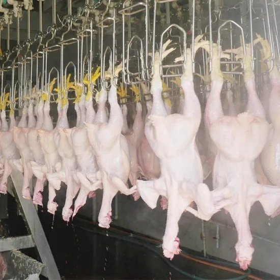 Automatic Mobile Compact Chicken Slaughtering Line 300-1000 Chickens Slaughterhouse Equipment