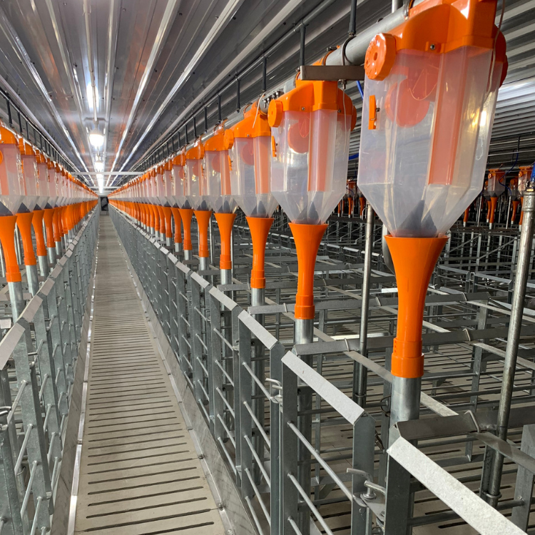 Plastic Drop Feeder for Pig/Swine Farm New Feed Dispenser in Automatic Feeding System High Quality