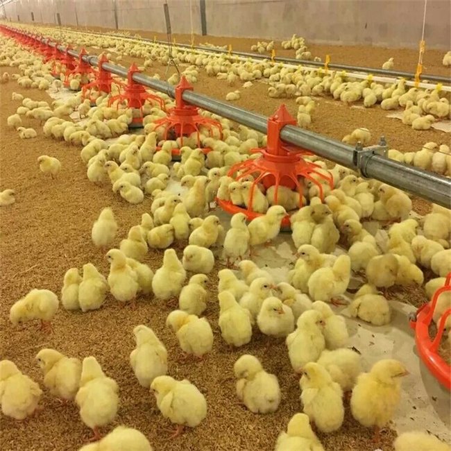Fully Automatic Poultry Farm Equipment Automatic Chicken House Drinking and Feeding System Broiler Auto Feed Line System
