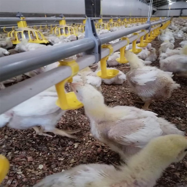 Fully Automatic Poultry Farm Equipment Automatic Chicken House Drinking and Feeding System Broiler Auto Feed Line System