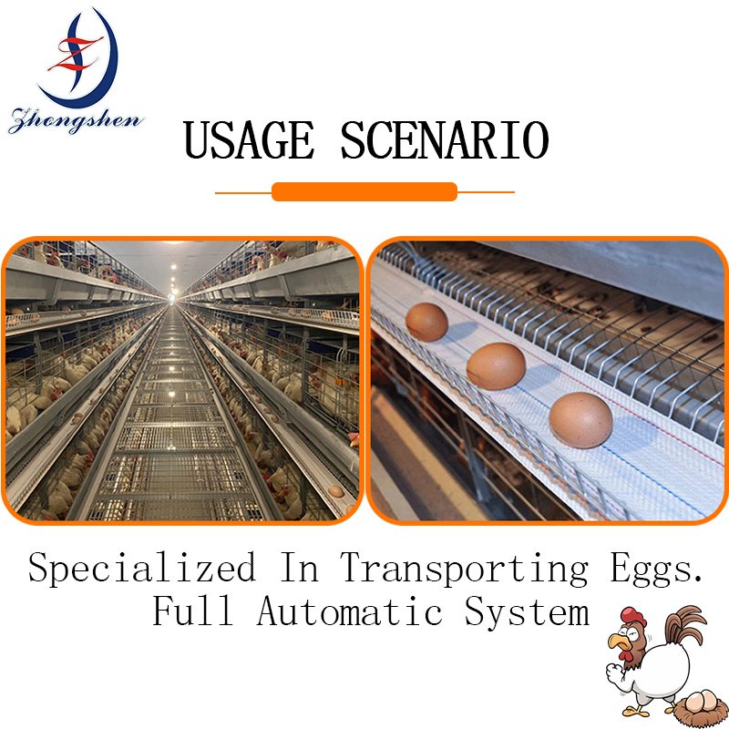 Customization Egg Conveyor Belt For Poultry Chicken Farm Layer Chicken Cage