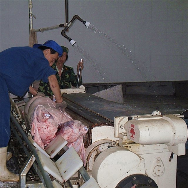Auto Hog Slaughtering Equipment for Pork Butcher Abattoir Meat Process Line