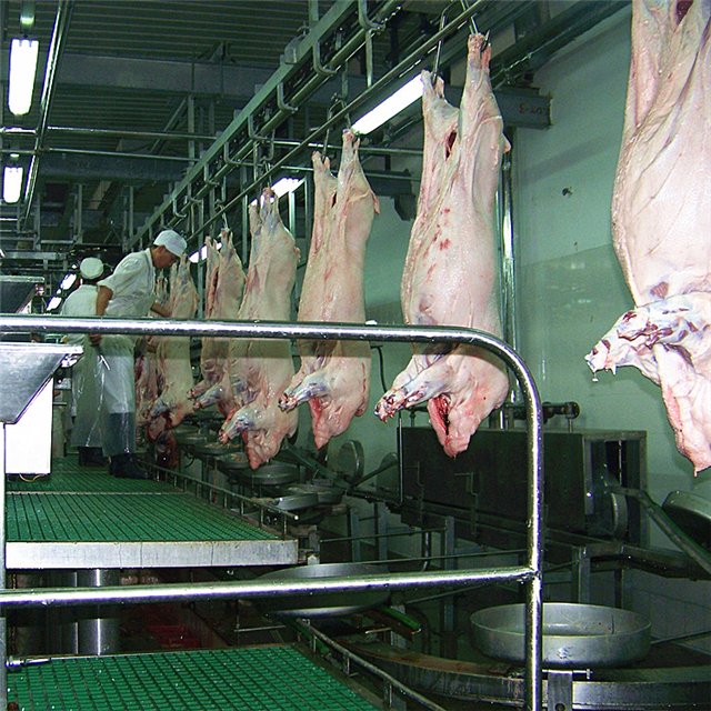 Auto Hog Slaughtering Equipment for Pork Butcher Abattoir Meat Process Line