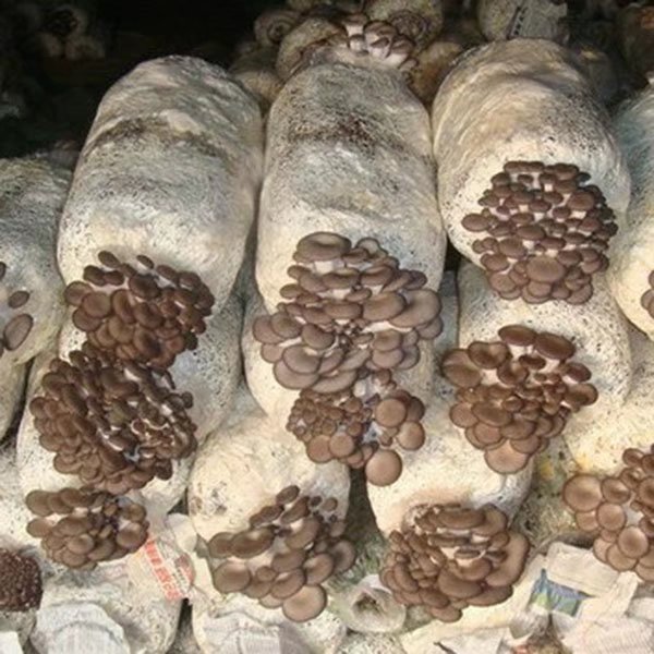 Mushroom Production Equipment/Plastic Bag Filling Machine/oyster Mushroom Filling Machine