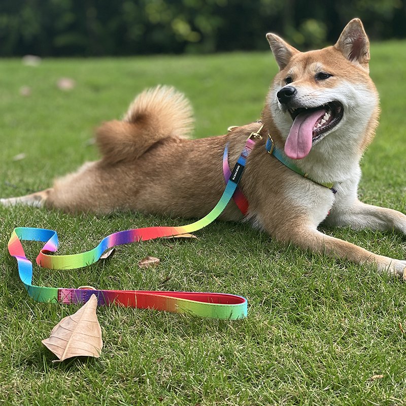 Manufacturer pet harness fashion dog collar leash bow tie custom sample new designer neoprene dog harness
