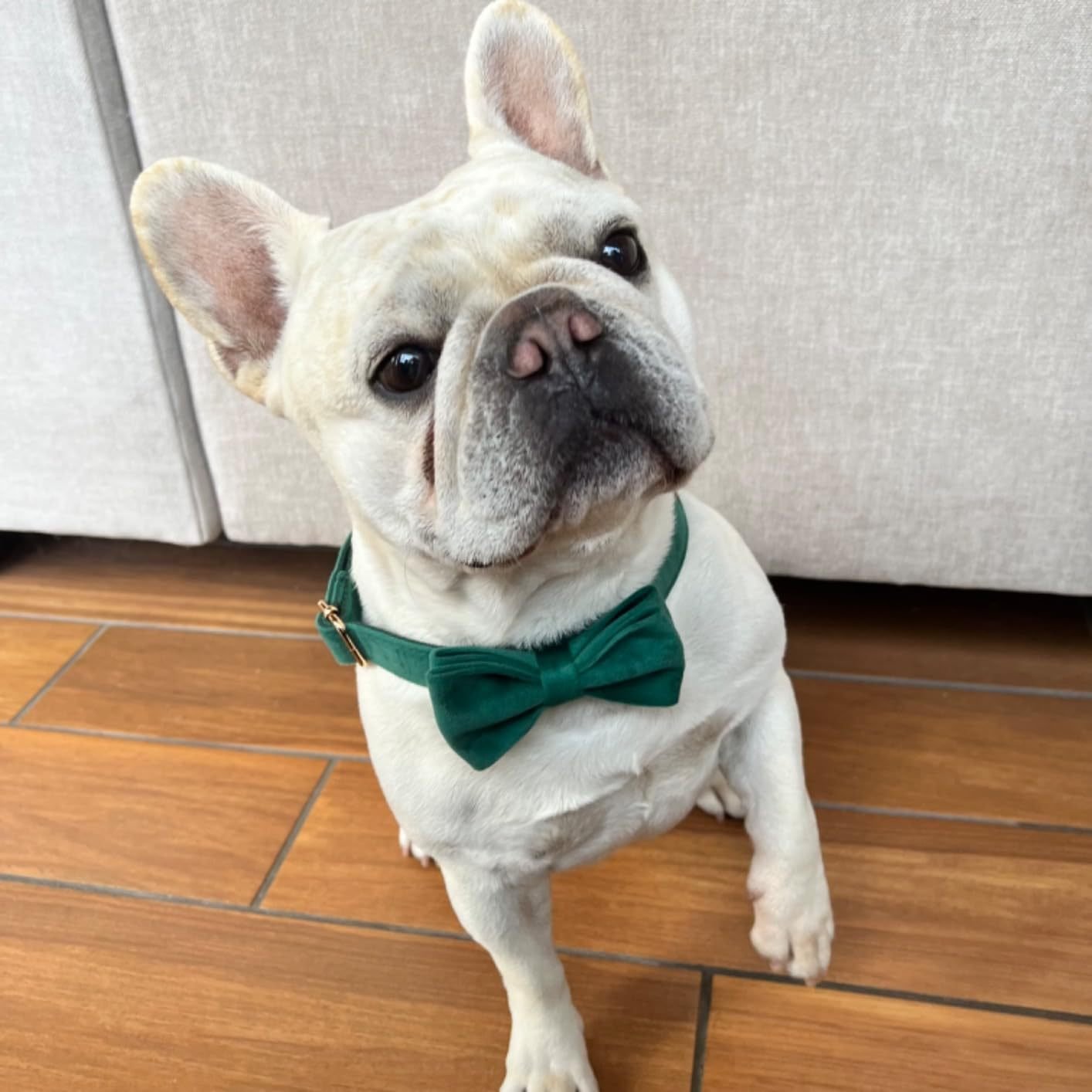 LM02G Pet Dog Bow Tie Wholesale dog product Multi colored dog tie