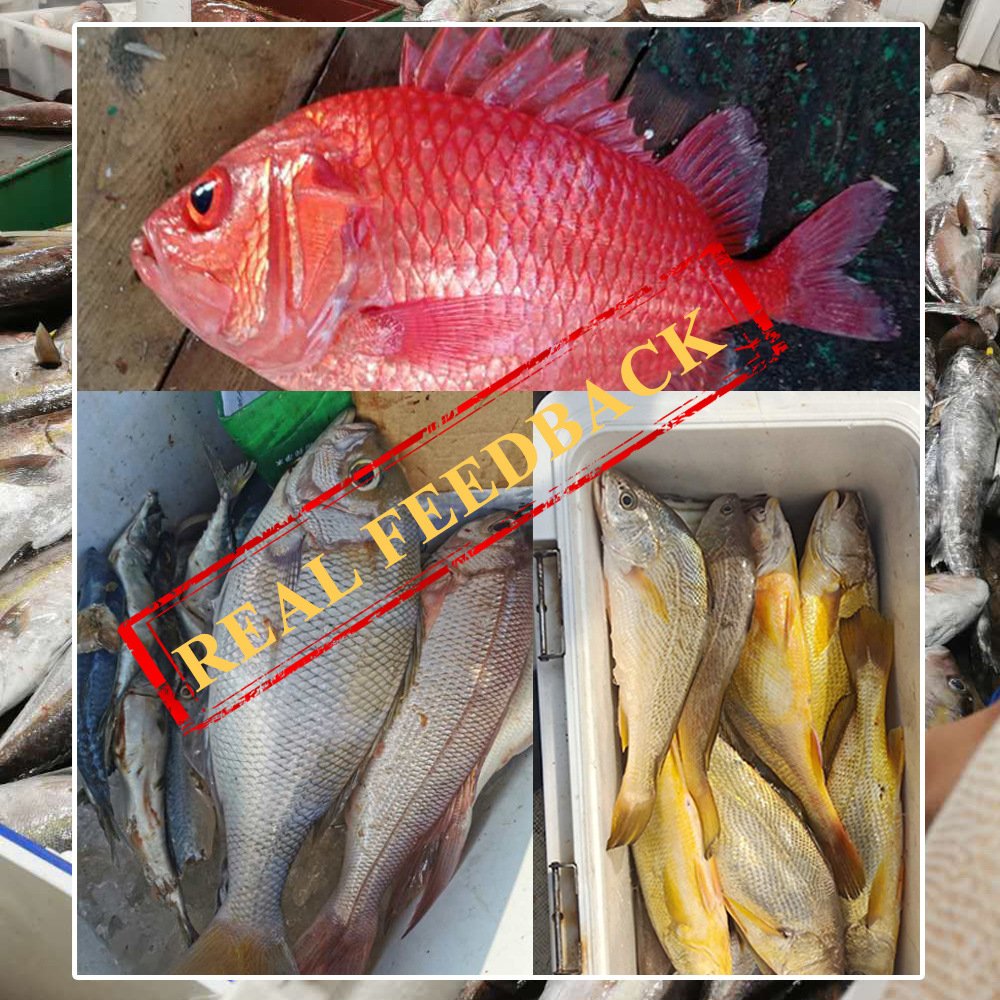Wholesales 6g/10g Fishing Bait Dry Lugworm Peche Worms Freeze Dried Lugworm Sea Fishing Bait soft lures Living Dry power worms