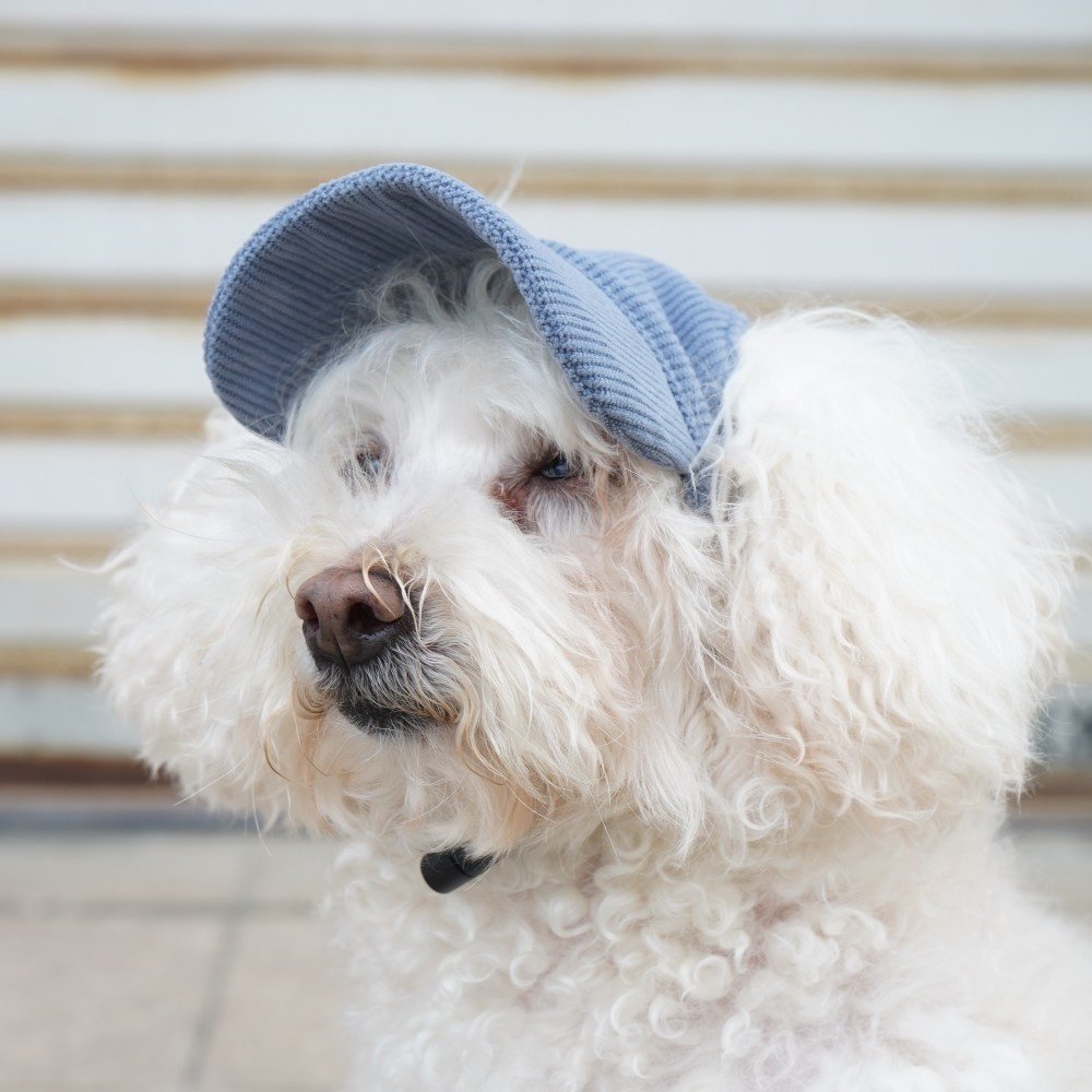Trending Dog Products Wholesale Sunscreen Dog Hat Pet Accessories Dog Baseball Hats With Ear Hole Other Pet Apparel Accessories