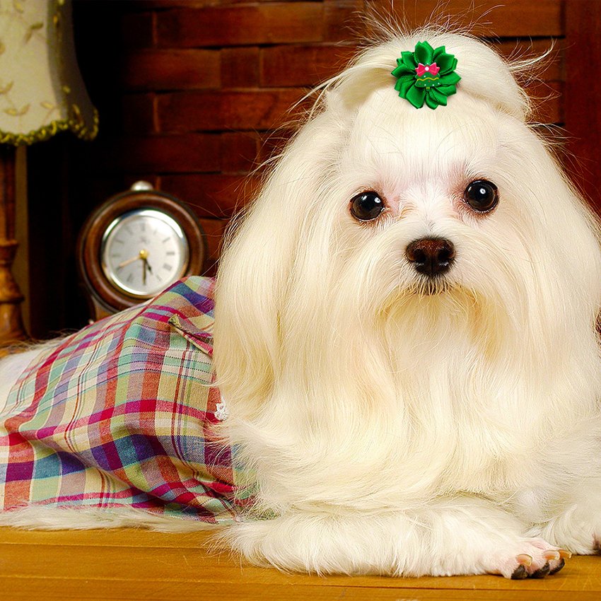 Custom Christmas Pet Bows Luxury Cute Dog Headwear Animal Print Summer Winter Spring Polyester Cloth Material Weddings Halloween