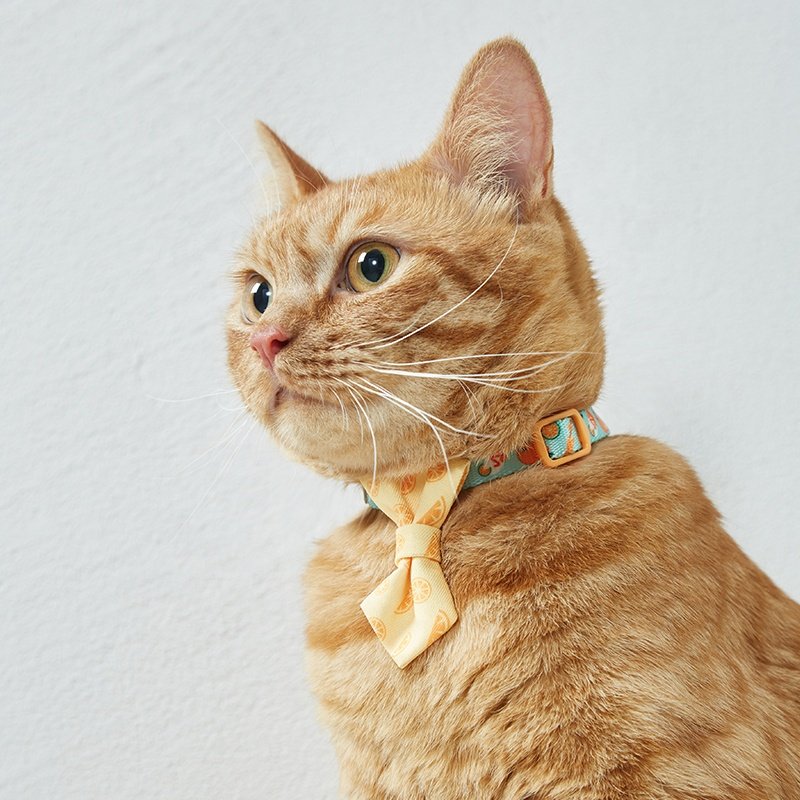 UFBemo new design style personalized design safety buckle separation belt bell pet collar cat collar