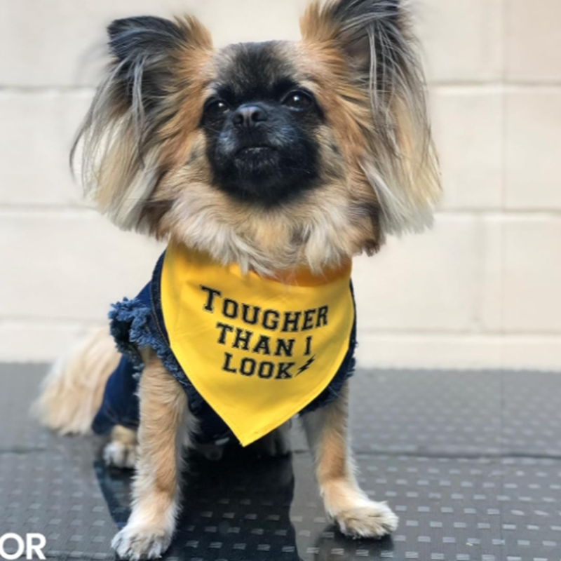 Unisex Adjustable Dog Bandana Scarf Handkerchief Triangle Dog Bib Yellow 'Born Run' Printed Cute Washable Pet Apparel Accessory