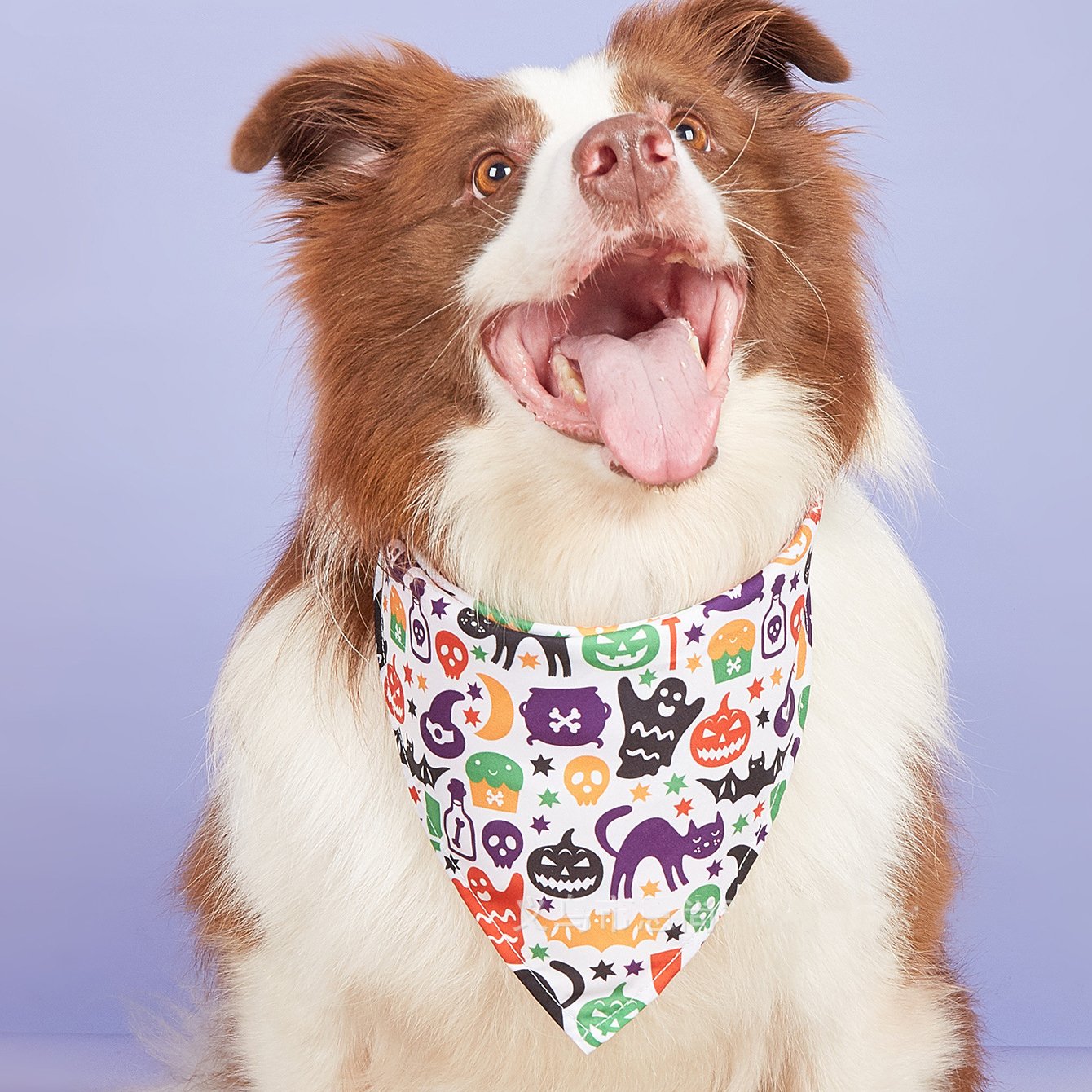 New Pet Triangle Scarf Halloween Drool Bib Single-Layer Scarf Dog Bandana Accessories