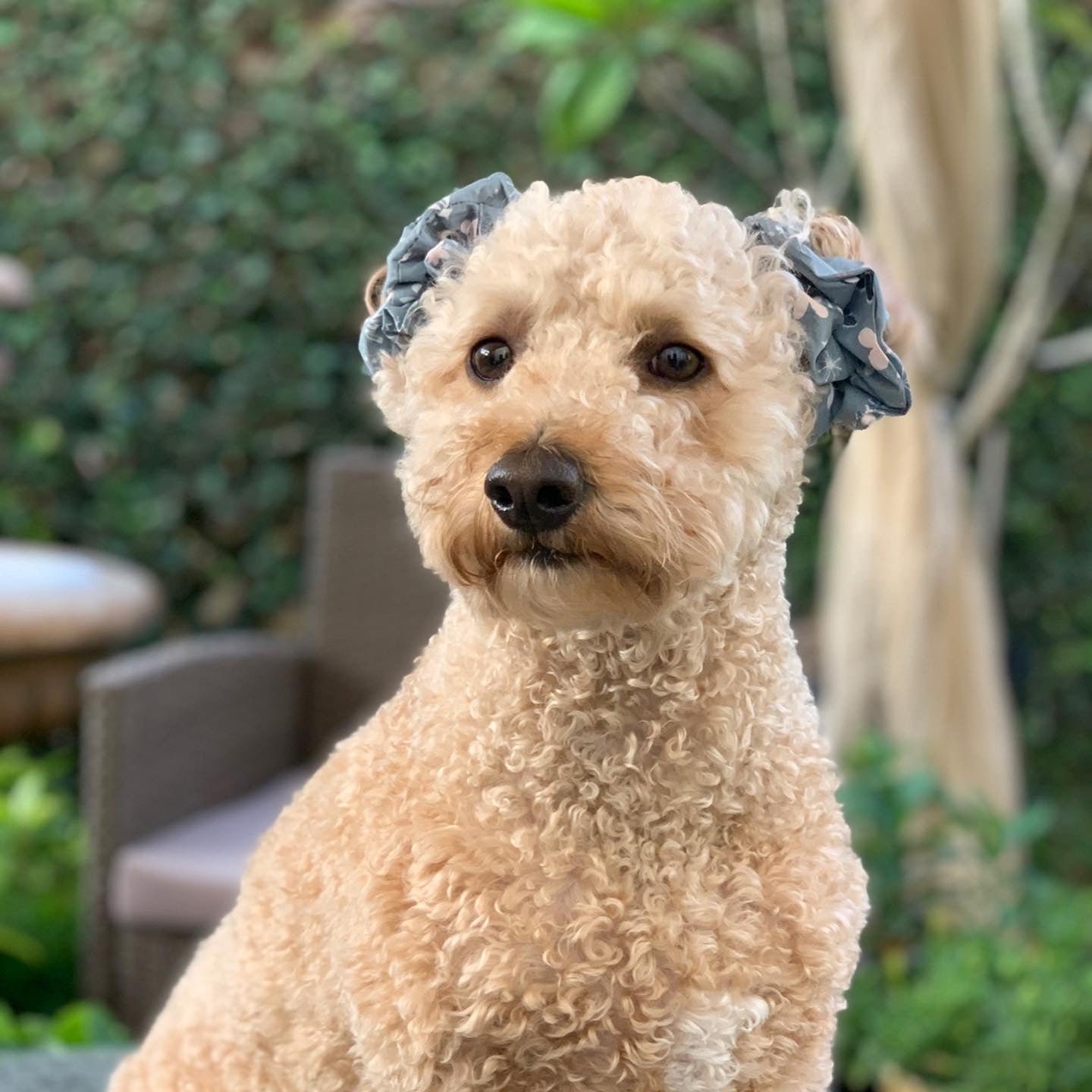 Rounds Elastic Hair Bands Cotton Bandanas Handkerchiefs Scarfs Dog Birthday Party Outfit Dog Lovers Presents Fenchie Scrunchie